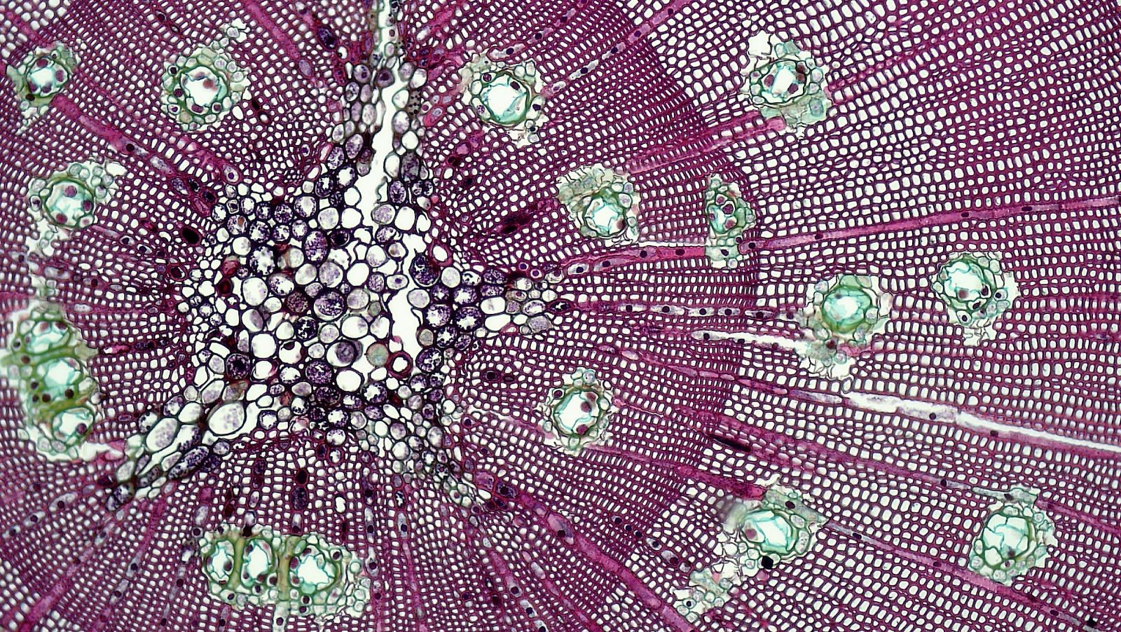 Coupe de tige végétale observée au microscope, cellules colorées