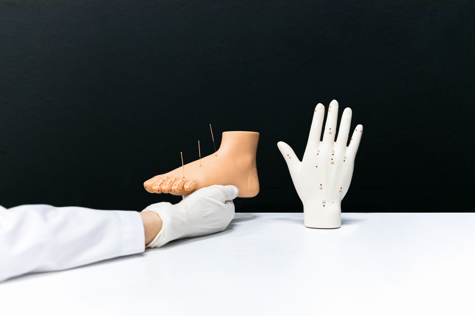 Modèles anatomiques d'un pied et d'une main utilisés en démonstration